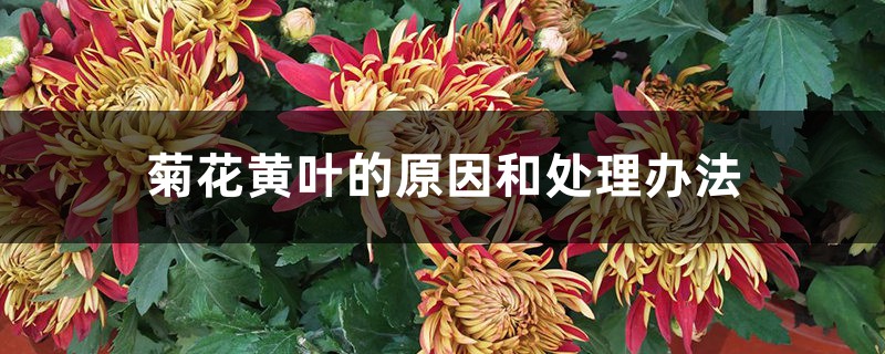 菊花黄叶的原因和处理办法 菊花黄叶的原因和处理办法