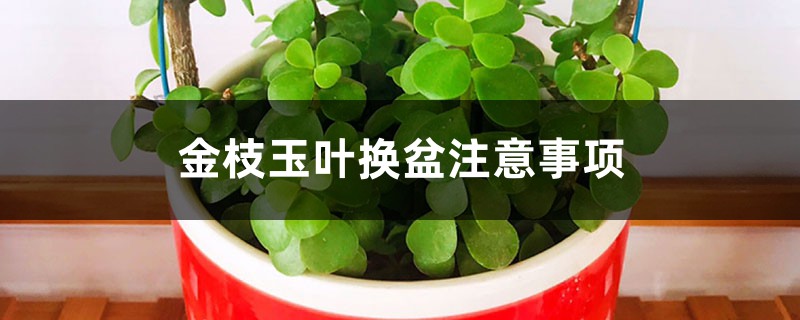 金枝玉叶换盆注意事项,金枝玉叶换盆用修根吗 金枝玉叶换盆注意事项,金枝玉叶换盆用修根吗