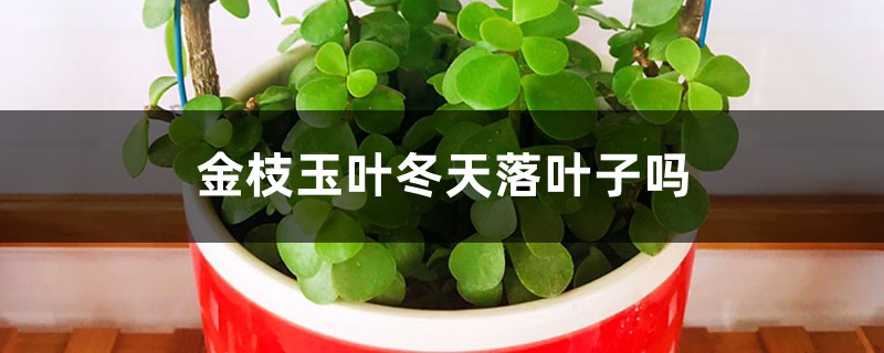 金枝玉叶冬天落叶子吗,冬天掉叶子怎么办 金枝玉叶冬天落叶子吗,冬天掉叶子怎么办