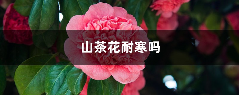 山茶花耐寒吗,山茶花耐旱吗 山茶花耐寒吗,山茶花耐旱吗