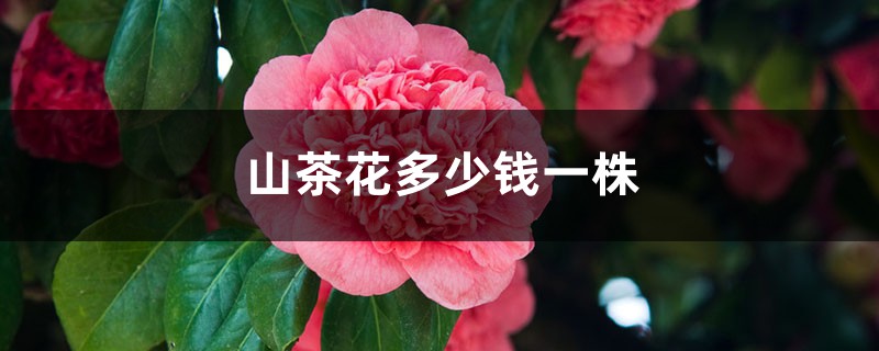 山茶花多少钱一株,山茶花的价格和图片 山茶花多少钱一株,山茶花的价格和图片