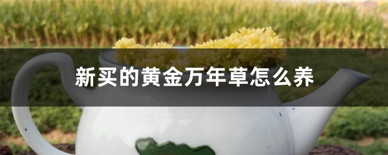 新买的黄金万年草怎么养 新买的黄金万年草怎么养
