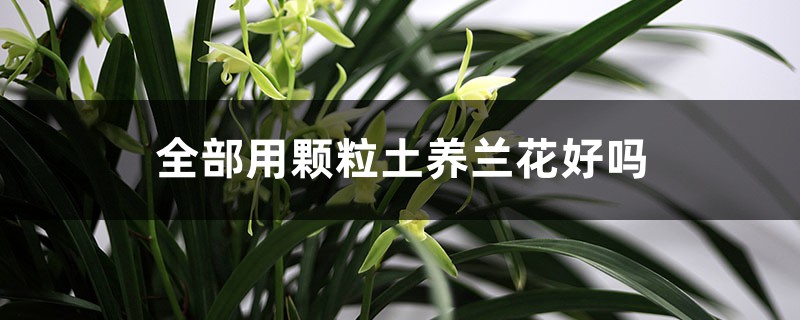 全部用颗粒土养兰花好吗,泥炭土可以种兰花吗 全部用颗粒土养兰花好吗,泥炭土可以种兰花吗