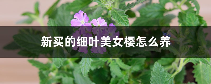 新买的细叶美女樱怎么养 新买的细叶美女樱怎么养