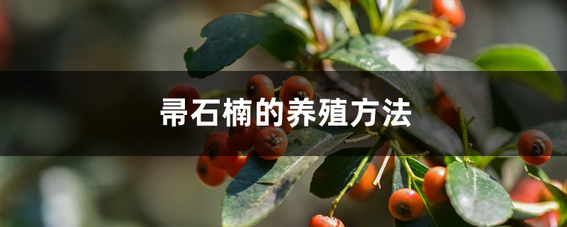 帚石楠的养殖方法 帚石楠的养殖方法