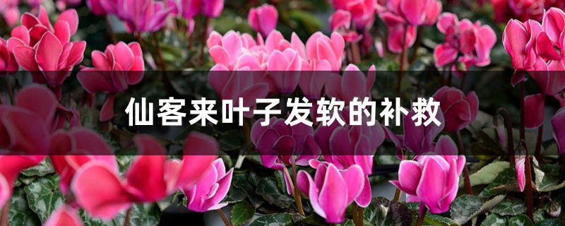 仙客来叶子发软的补救 仙客来叶子发软的补救