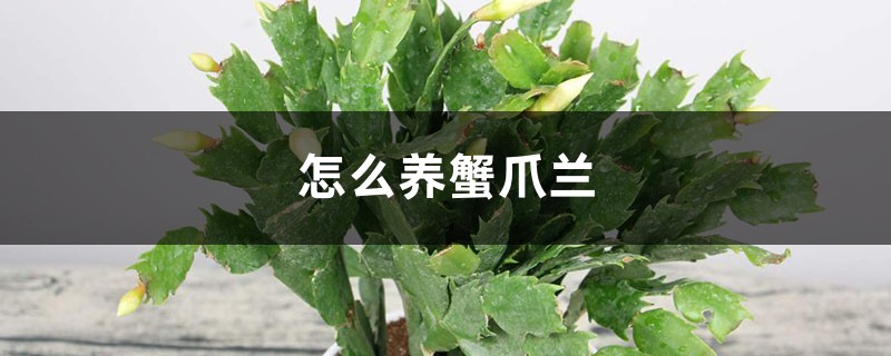 怎么养蟹爪兰,蟹爪兰可以水培吗 怎么养蟹爪兰,蟹爪兰可以水培吗