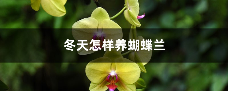 冬天怎样养蝴蝶兰,冬天可以晒太阳吗 冬天怎样养蝴蝶兰,冬天可以晒太阳吗