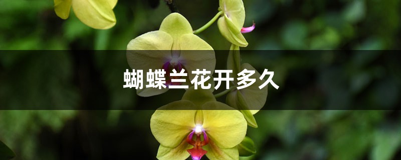 蝴蝶兰花开多久,蝴蝶兰花开败了怎么办 蝴蝶兰花开多久,蝴蝶兰花开败了怎么办
