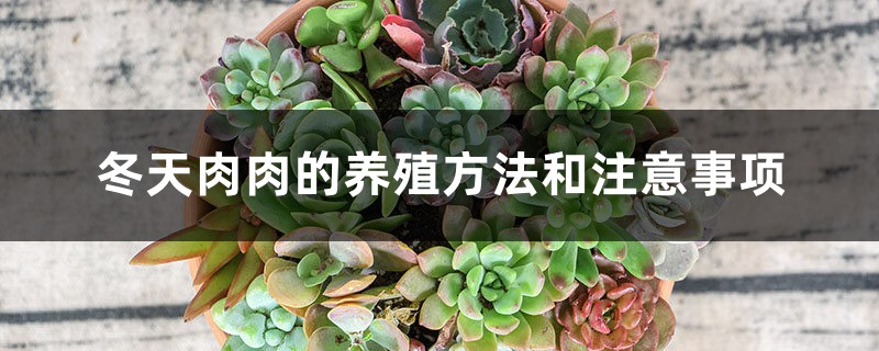冬天肉肉的养殖方法和注意事项 冬天肉肉的养殖方法和注意事项