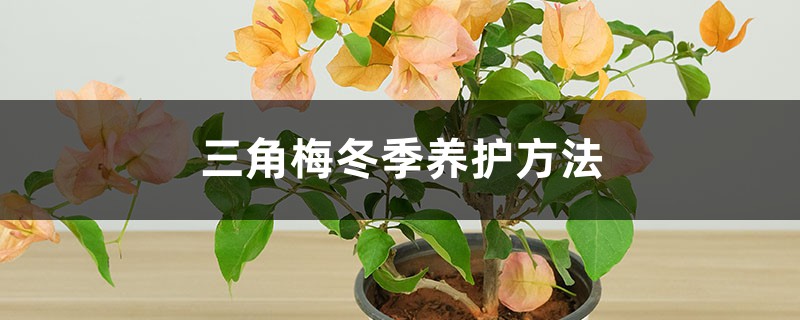 三角梅冬季养护方法