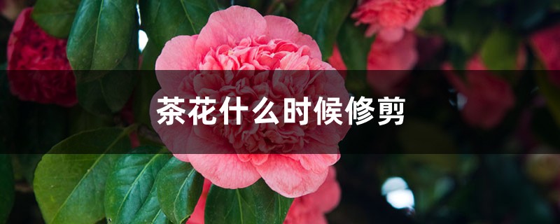 茶花什么时候修剪,茶花修剪时间和方法 茶花什么时候修剪,茶花修剪时间和方法