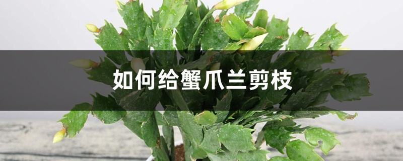如何给蟹爪兰剪枝,修剪后怎么养护 如何给蟹爪兰剪枝,修剪后怎么养护