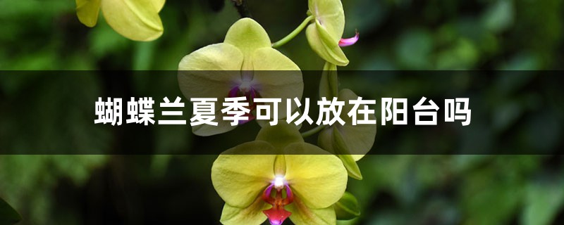 蝴蝶兰夏季可以放在阳台吗,蝴蝶兰夏季怎么管理 蝴蝶兰夏季可以放在阳台吗,蝴蝶兰夏季怎么管理
