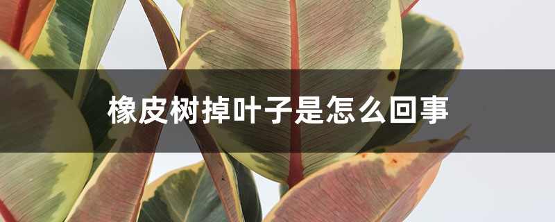 橡皮树掉叶子是怎么回事 橡皮树掉叶子是怎么回事