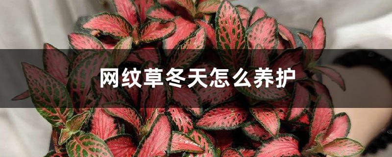 网纹草冬天怎么养护 网纹草冬天怎么养护