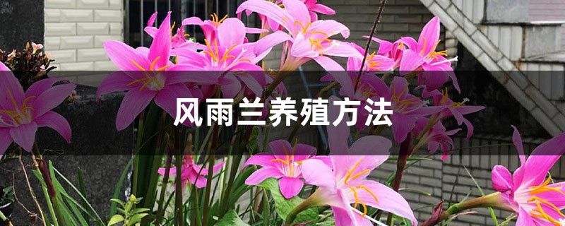 风雨兰养殖方法 风雨兰养殖方法