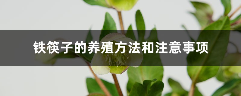 铁筷子的养殖方法和注意事项 铁筷子的养殖方法和注意事项
