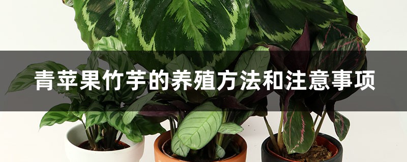 青苹果竹芋的养殖方法和注意事项 青苹果竹芋的养殖方法和注意事项