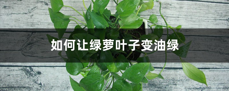 如何让绿萝叶子变油绿 如何让绿萝叶子变油绿