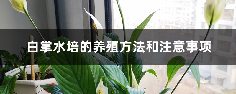 白掌水培的养殖方法和注意事项 白掌水培的养殖方法和注意事项