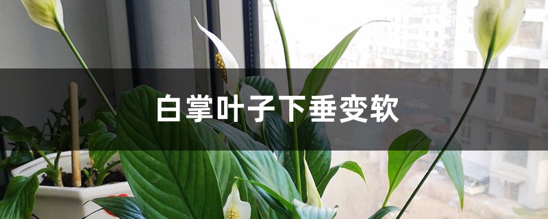 白掌叶子下垂变软怎么办 白掌叶子下垂变软怎么办