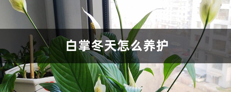白掌冬天怎么养护 白掌冬天怎么养护