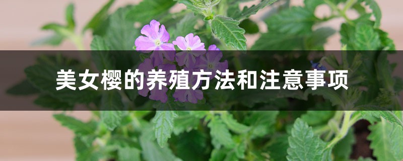 美女樱的养殖方法和注意事项 美女樱的养殖方法和注意事项