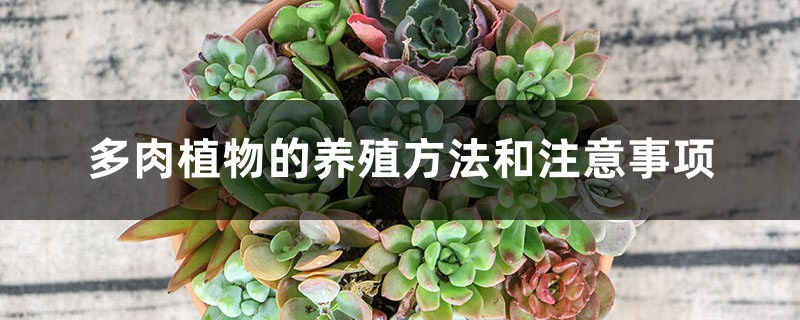 多肉植物的养殖方法和注意事项 多肉植物的养殖方法和注意事项