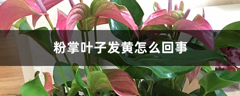 粉掌叶子发黄怎么回事,怎么办 粉掌叶子发黄怎么回事,怎么办