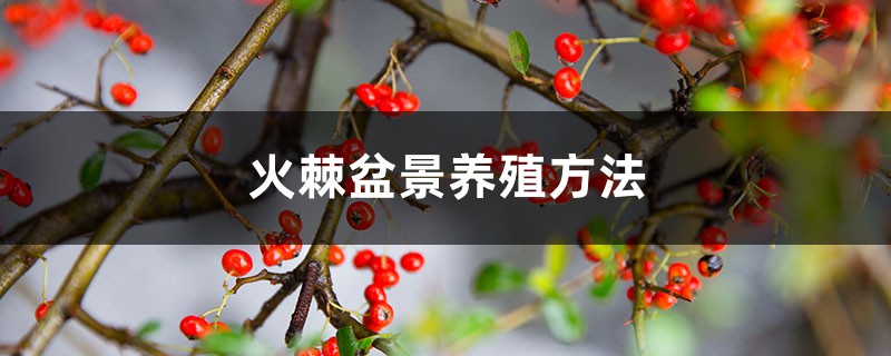 火棘盆景养殖方法 火棘盆景养殖方法