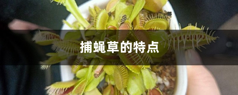 捕蝇草的特点,对人有危害吗 捕蝇草的特点,对人有危害吗