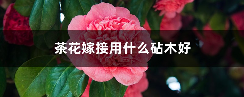 茶花嫁接用什么砧木好，茶花嫁接方法