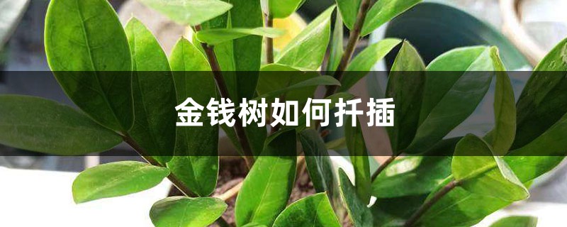金钱树如何扦插,扦插多久能生根 金钱树如何扦插,扦插多久能生根