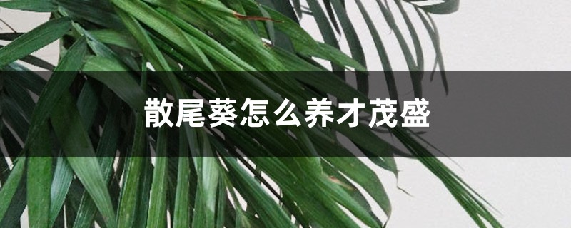 散尾葵怎么养才茂盛,散尾葵图片 散尾葵怎么养才茂盛,散尾葵图片