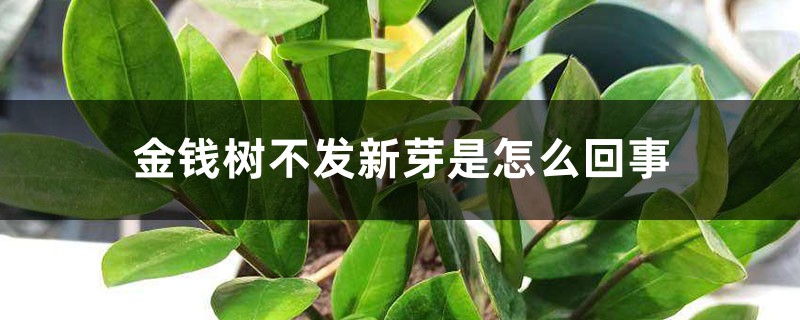 金钱树不发新芽是怎么回事,怎样让金钱树快长新芽 金钱树不发新芽是怎么回事,怎样让金钱树快长新芽