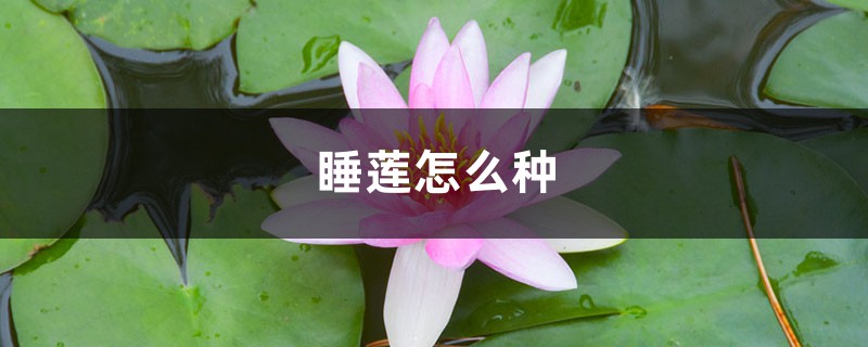 睡莲怎么种,可以全水养吗 睡莲怎么种,可以全水养吗