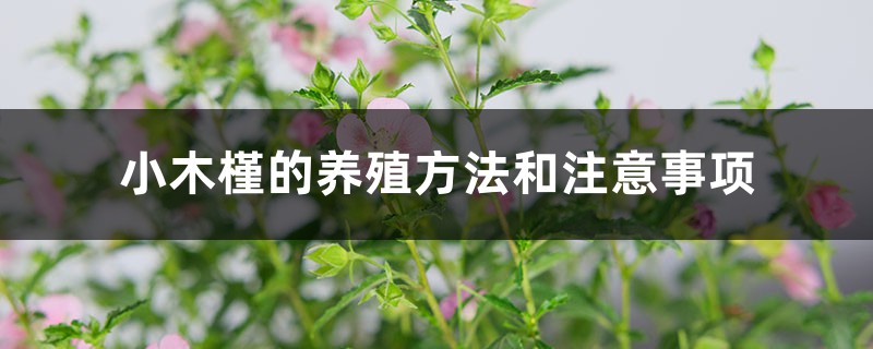 小木槿的养殖方法和注意事项 小木槿的养殖方法和注意事项