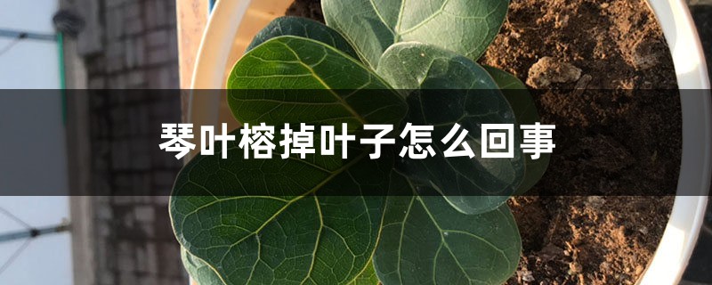 琴叶榕掉叶子怎么回事,怎么拯救 琴叶榕掉叶子怎么回事,怎么拯救