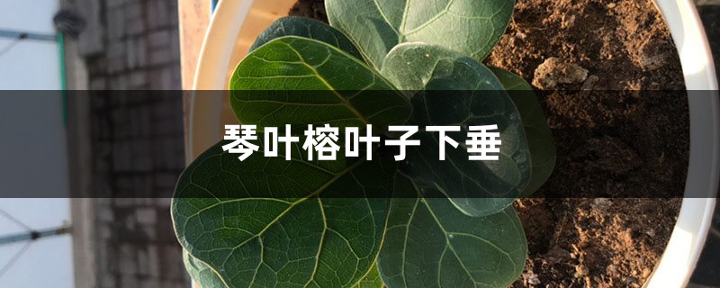 琴叶榕叶子下垂的原因,怎么救 琴叶榕叶子下垂的原因,怎么救