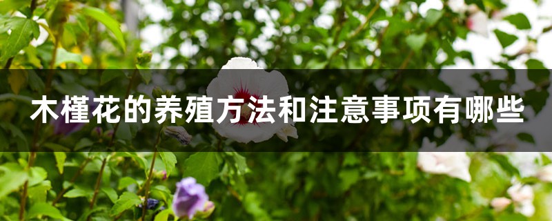 木槿花的养殖方法和注意事项有哪些 木槿花的养殖方法和注意事项有哪些