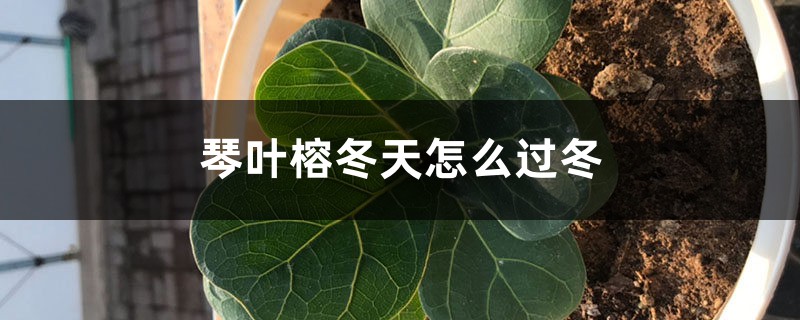 琴叶榕冬天怎么过冬,过冬技巧 琴叶榕冬天怎么过冬,过冬技巧