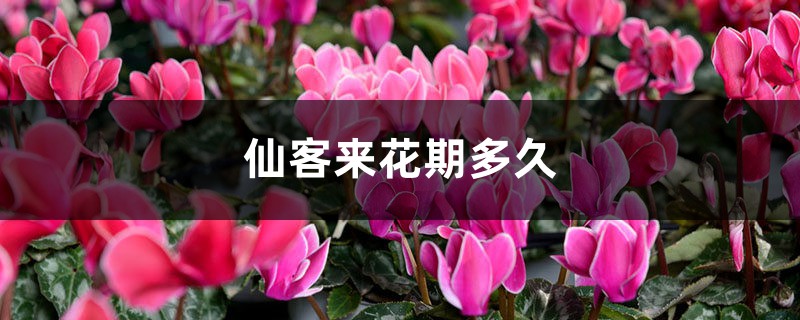 仙客来花期多久,开花期怎么养 仙客来花期多久,开花期怎么养