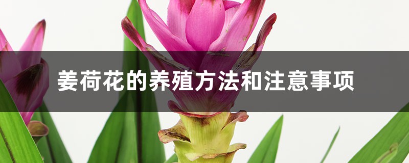 姜荷花的养殖方法和注意事项 姜荷花的养殖方法和注意事项