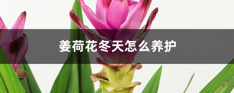 姜荷花冬天怎么养护 姜荷花冬天怎么养护