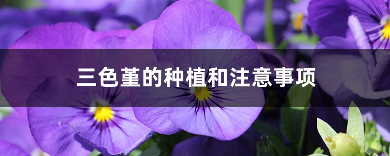 三色堇的种植和注意事项 三色堇的种植和注意事项
