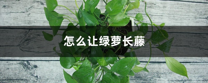 怎么让绿萝长藤,怎样养长藤快一点 怎么让绿萝长藤,怎样养长藤快一点