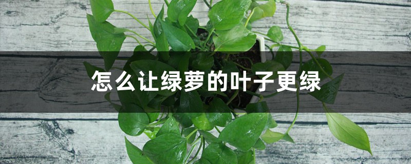 怎么让绿萝的叶子更绿,更茂盛 怎么让绿萝的叶子更绿,更茂盛
