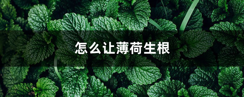 怎么让薄荷生根,水培生根后怎么养 怎么让薄荷生根,水培生根后怎么养