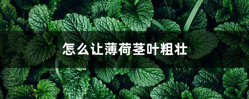 怎么让薄荷茎叶粗壮,怎么修剪 怎么让薄荷茎叶粗壮,怎么修剪